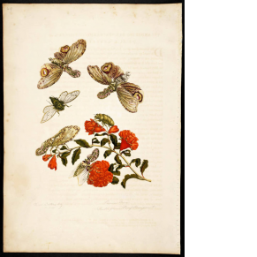 plate of peacock flower with various bugs