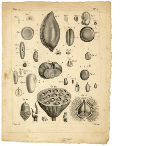 sketches of seeds 
