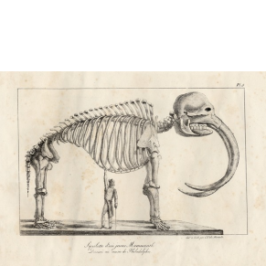 Image of Peale's Mastodon