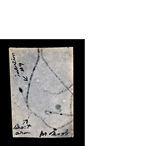 Microscope photograph of maize chromosomes, with notes