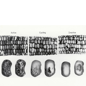 Photograph of maize samples, labeled “Active,” “Cycling,” and “Inactive,”