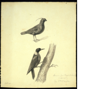 Mountain Quail and Lewis Woodpecker