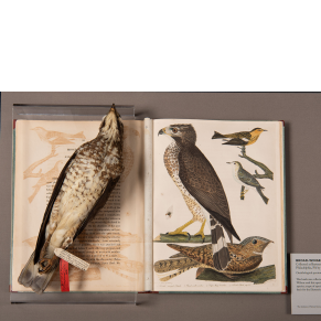 American Ornithology, vol. 6