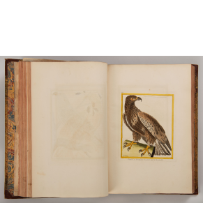 L’Histoire Naturelle des Oiseaux, vol. 1