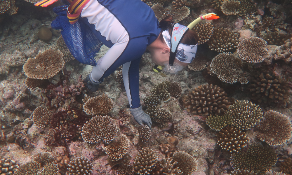 Claire Lewis diving in the Maldives (2019 Field Scholar)
