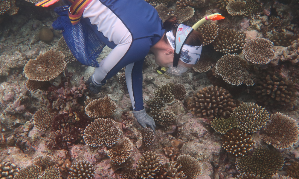 Mediterranean or Caribbean Sea Sponges? - The Natural Intimacy Brand