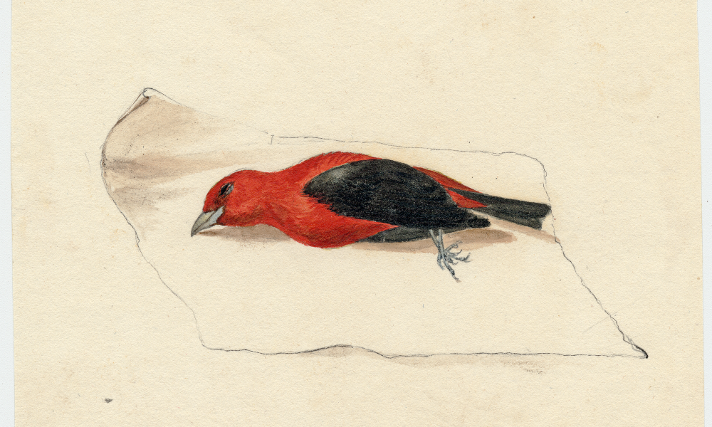 scarlet tanager by Titian ramsay Peale