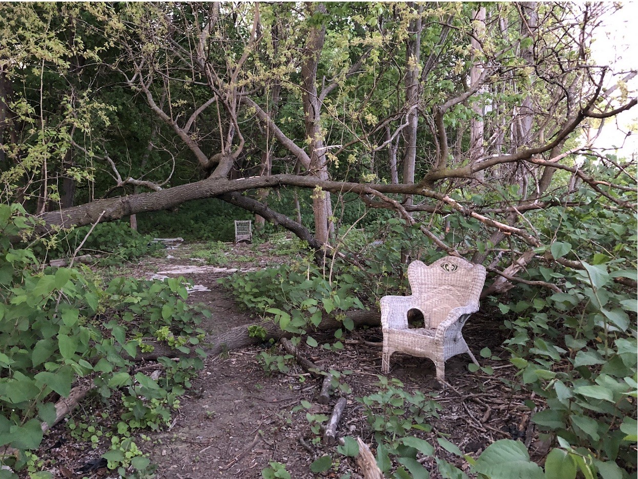 image of garden where toads are found