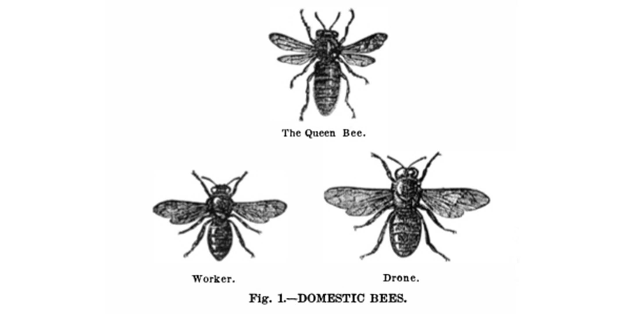 Image of three bee sexes arranged in a triangle 