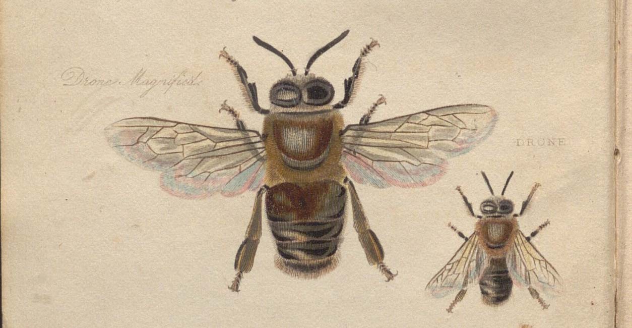 Image of a Bee from Samuel Bagster, The Management of Bees