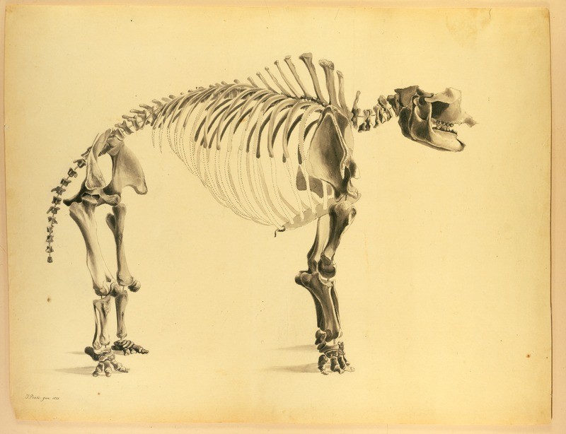 Sketch of a mastodon skeleton