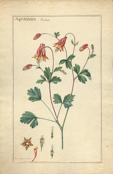 A natural illustration drawing of the red columbine 