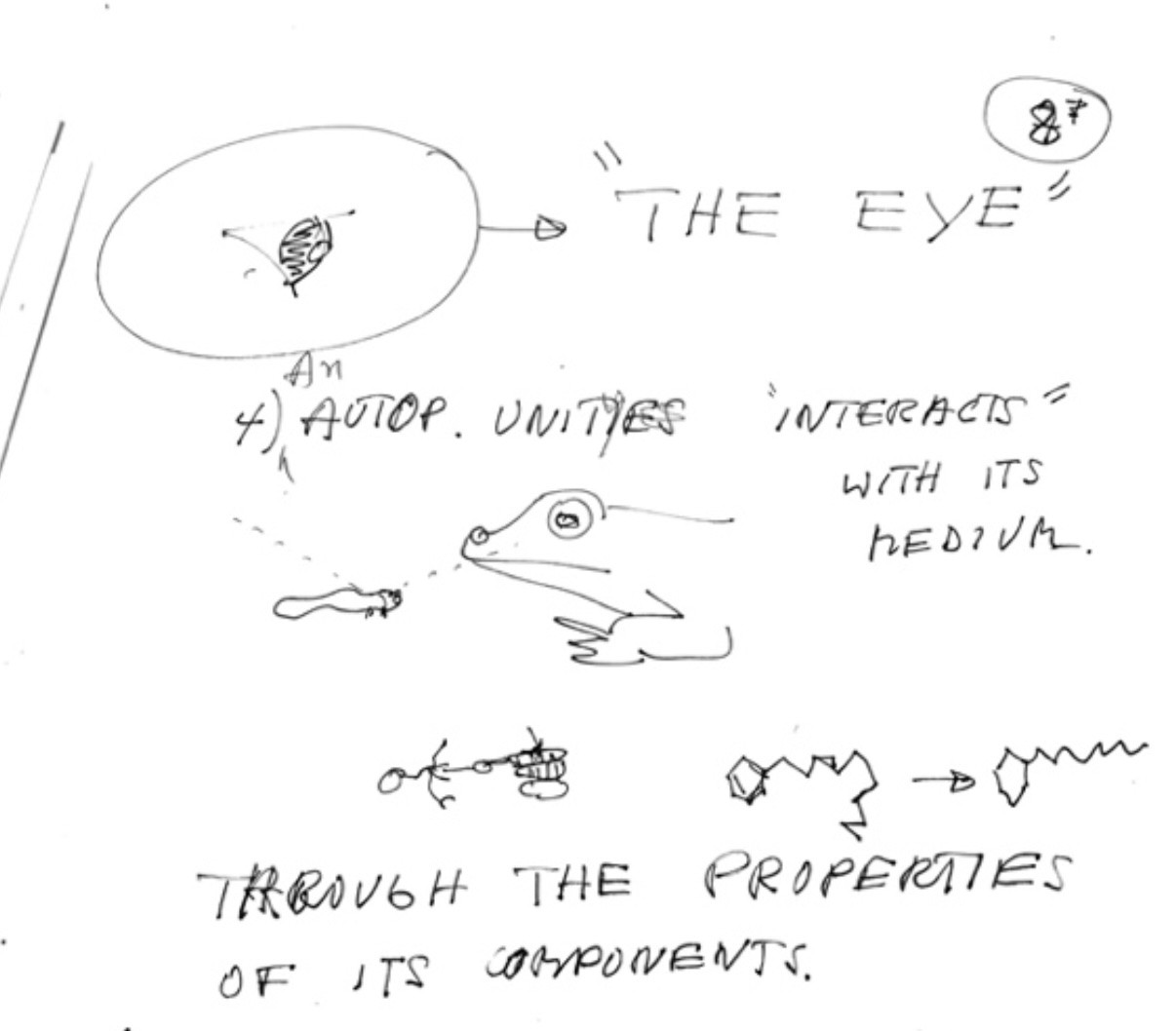 Handwritten notes featuring a sketch of a frog from Letter from Humberto Maturana to Heinz von Foerster, undated. Heinz von Foerster papers, 1921-2005, 2015, 2018. 11/6/26, Box 22. University of Illinois Archives, University of Illinois, Urbana- Champaign.