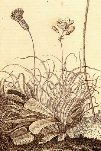 Venus flytrap, William Bartram