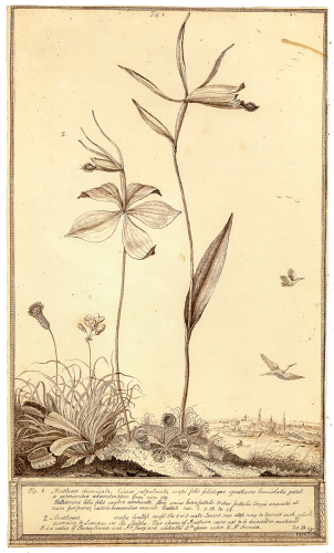 Arethusa divaricata, William Bartram