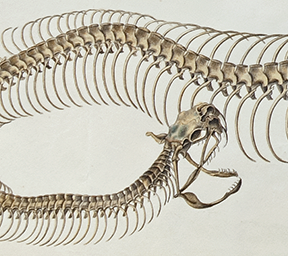 Benjamin Latrobe Rattlesnake Skeleton head