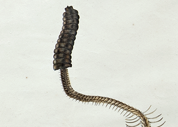 Benjamin Latrobe Rattlesnake Skeleton