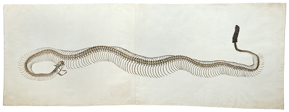 Benjamin Latrobe Rattlesnake Skeleton