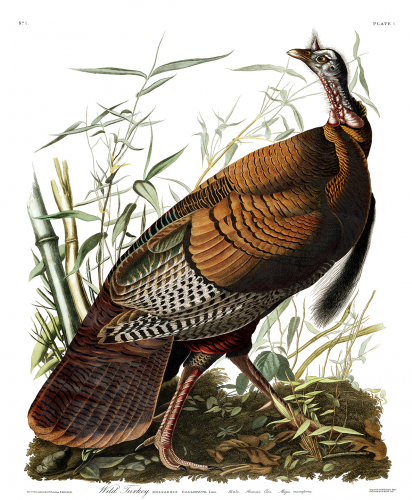 Audubon Birds of America, Wild Turkey