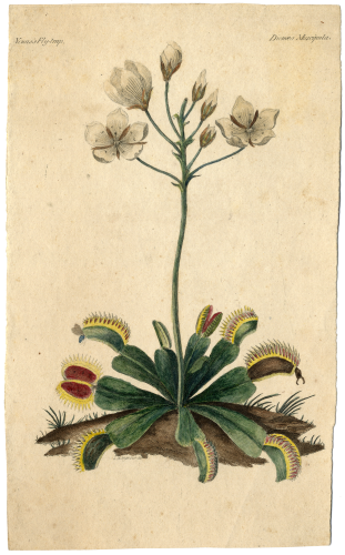 Venus Flytrap (Dionaea muscipula), William Bartram (lived 1739-1823), circa 1803