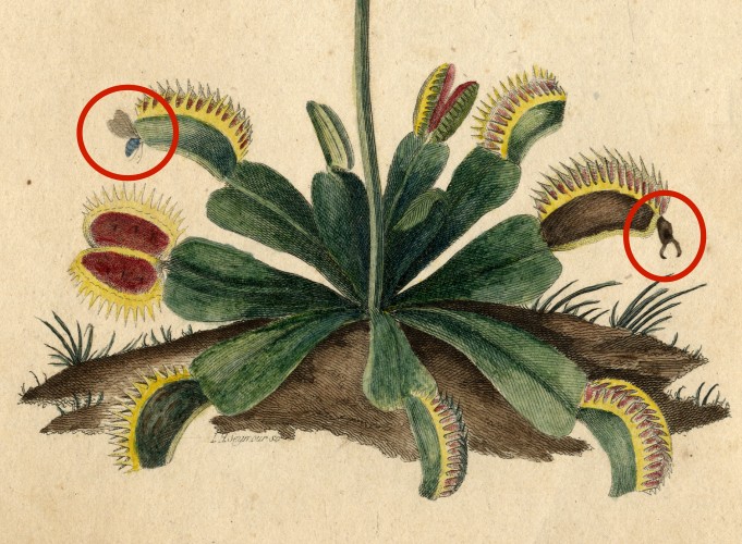 Venus Flytrap (Dionaea muscipula), William Bartram (lived 1739-1823), circa 1803