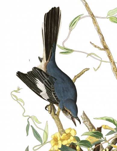 Mockingbird, Audubon's Birds of America