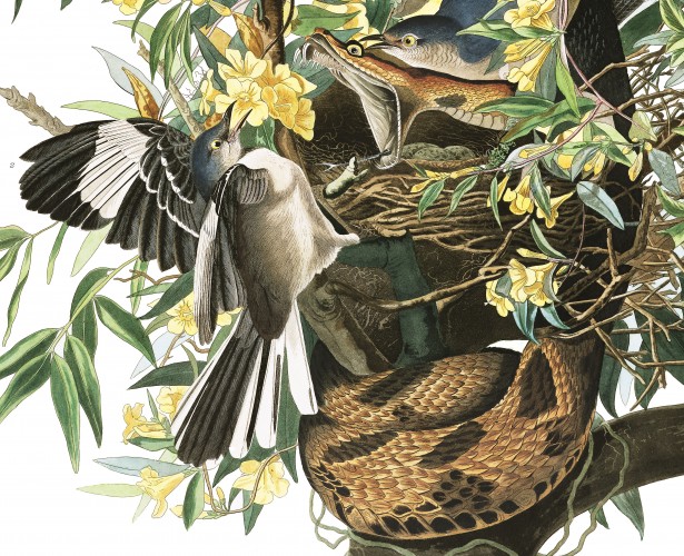 Mockingbird and rattlesnake, Audubon's Birds of America