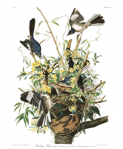 Mockingbird, Audubon's Birds of America