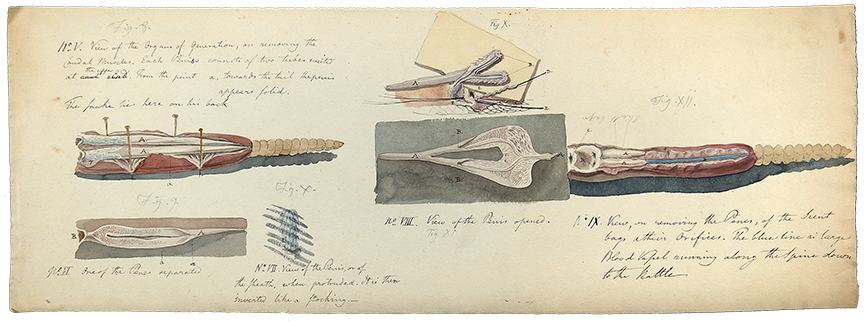 Benjamin Latrobe Rattlesnake dissection