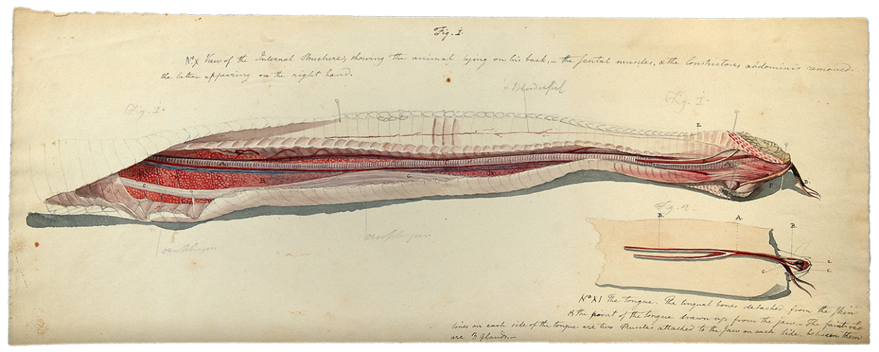 Benjamin Latrobe Rattlesnake dissection, tongue, internal organs
