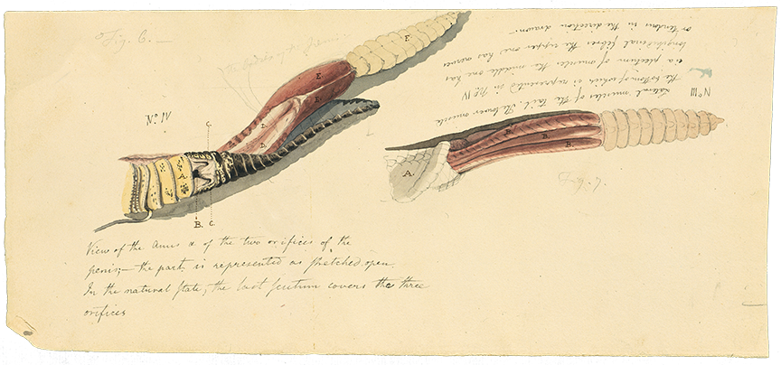 Benjamin Latrobe Rattlesnake dissection