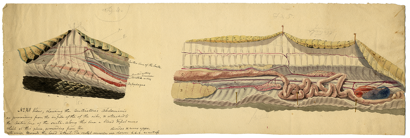 Benjamin Latrobe Rattlesnake dissection