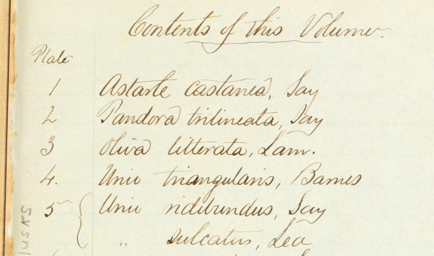 List of Illustrations, Likely in Lucy Say's hand. Detail.