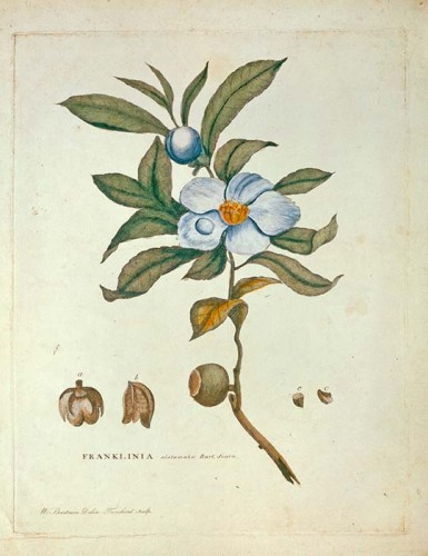 a blue and white flower surrounded by green leaves with its seeds magnified and the name of the title and author at the bottom of the page