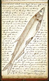 journal page with handwritten notes and drawing of a fish