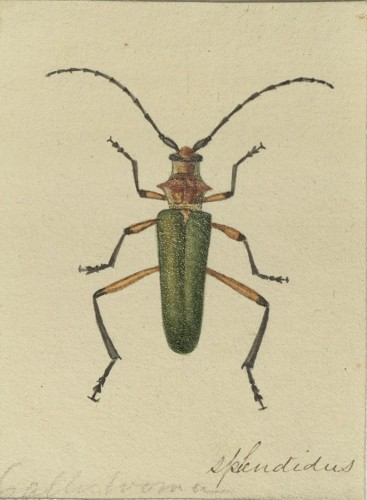 beetle with green body and reddish orange head, three sets of legs and antennae