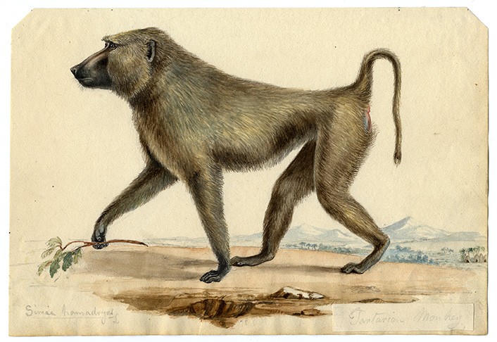 colored drawing of a baboon walking on all fours