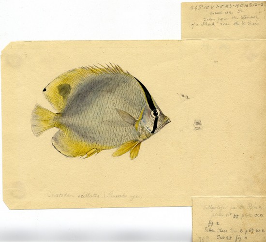 drawing of a gray fish with yellow fins and a black stripe on the front and a black spot on the top yellow fin