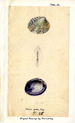 colored drawing of Venus Grata (a type of clam) with annotations and artist's name