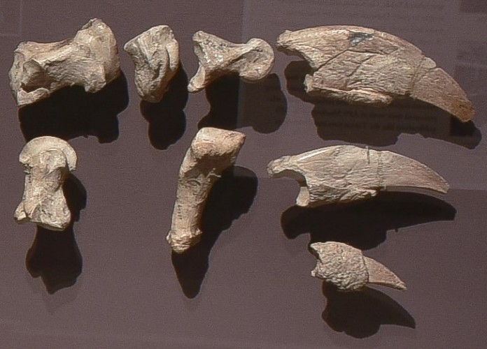 fossils on brown background