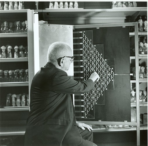 black and white photograph of a man (Dobzhansky) with his back to the camera working with a fly maze