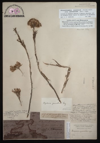 dried flower atop long stems attached to paper with notations and labels affixed