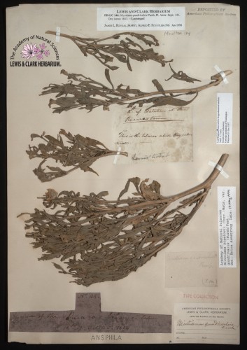 dried tobacco leaves attached to paper with various notations and labels affixed