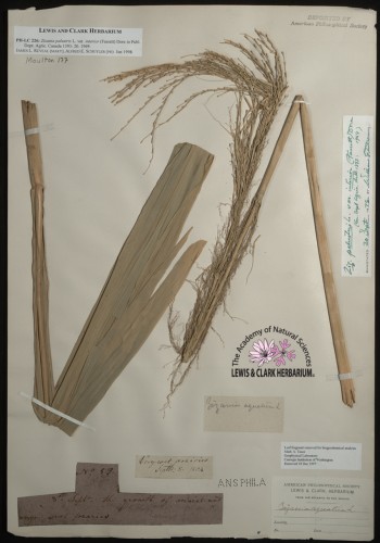 leaves of wild rice attached to paper with notations and labels affixed