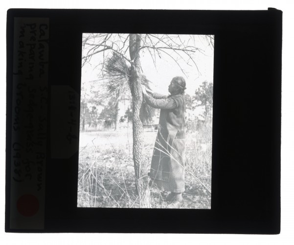 Black-and-white glass lantern slide of Sally Brown preparing sedge-grass for making brooms in Catawba, South Carolina.