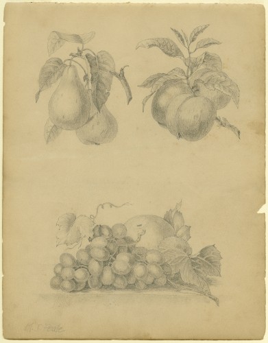 Apples, Pears, Grapes