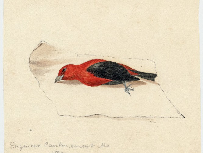 Scarlet Tanager (Piranga olivacea)