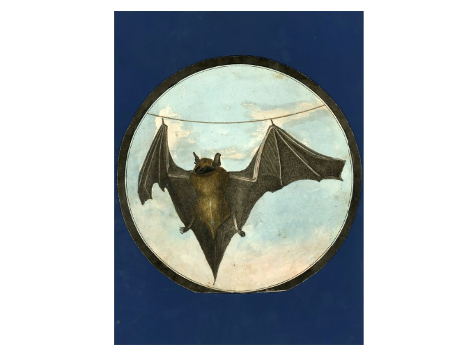 Drawing of bat