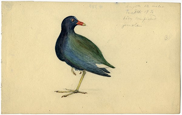 American Purple Gallinule