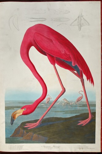 Greater Flamingo (Phoenicopterus ruber) from The Birds of America